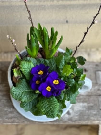 The Bluebell Teacup Spring Planter